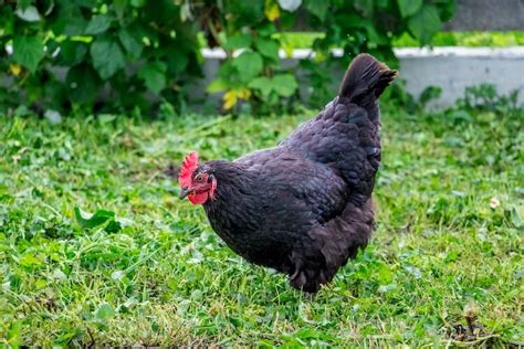 black chicks|12 Black Chicken Breeds .